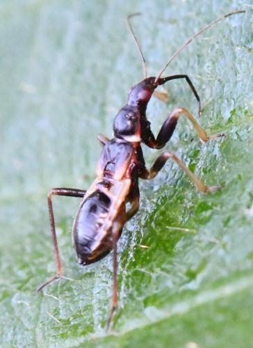 Himacerus mirmicoides